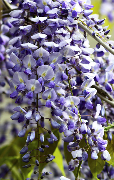 紫藤枝