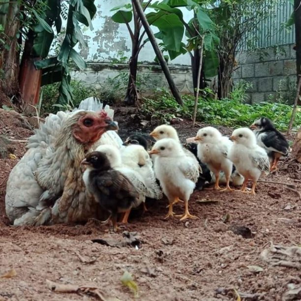 一群鸡,母鸡和小鸡