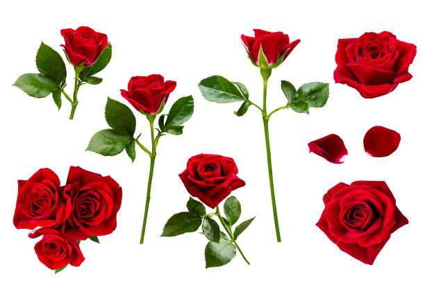 美丽的红色花（玫瑰）在白色背景上分离