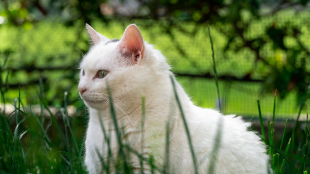 一只白色的流浪猫