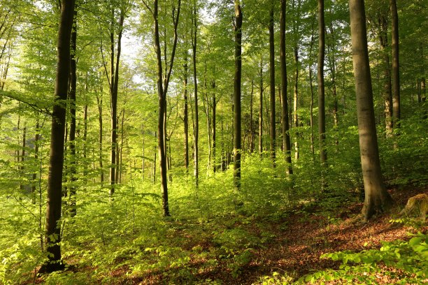 小树林自然风景图片