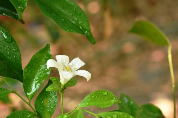 芳香流溢