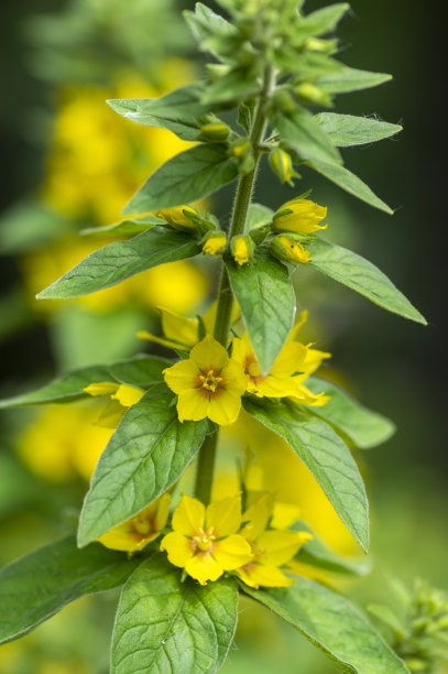 黄花点点