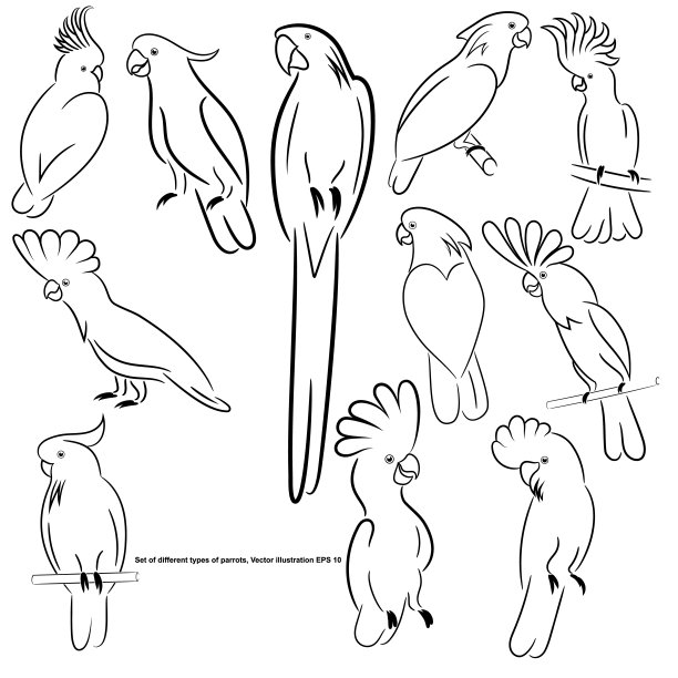 鹦鹉logo大鸟儿标志设计