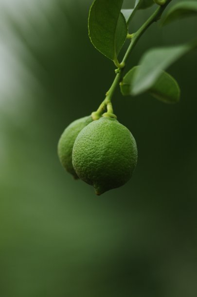 柑橘属植物