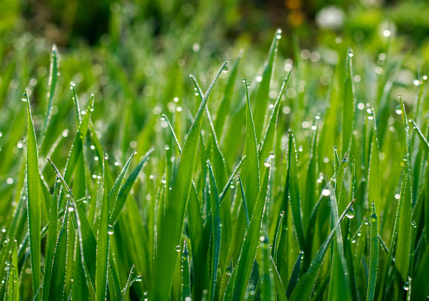 谷雨时节