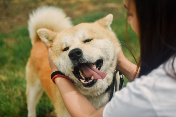 宠物狗狗图片头像