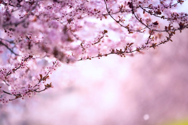 春天逆光下的美丽樱花