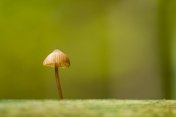 绿植点亮