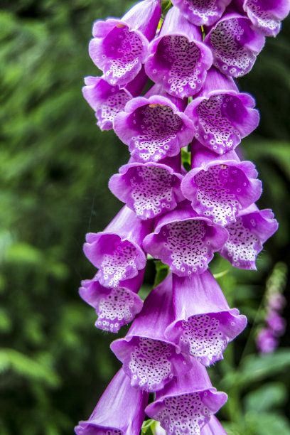 丁香花图片