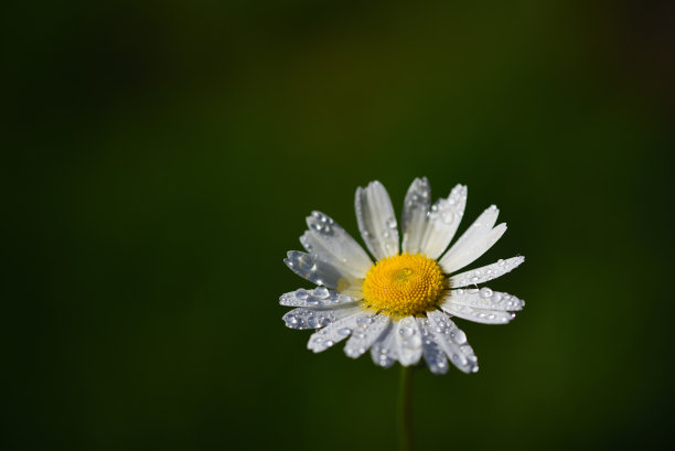 玛格丽特花