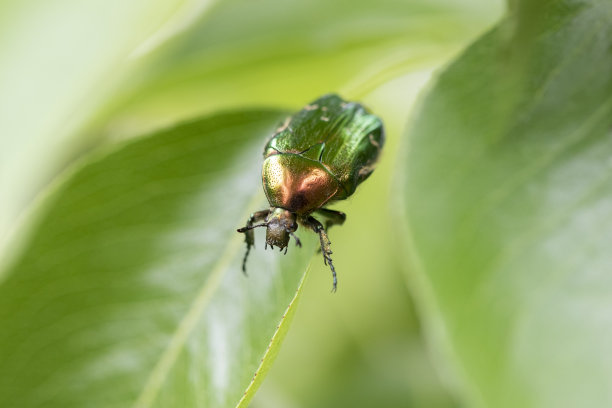 绿色背景下的甲壳虫