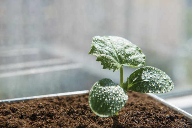 植物盆栽