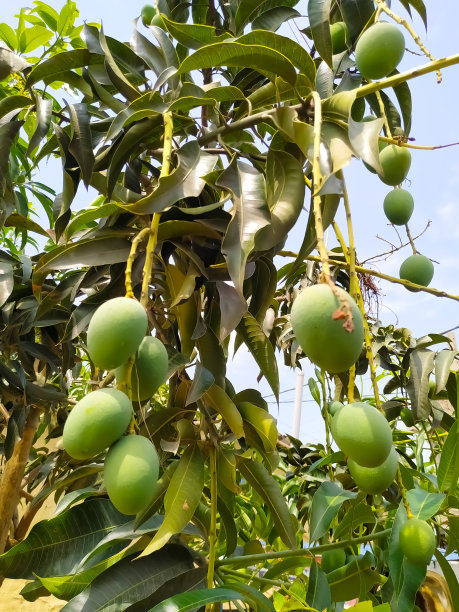 芒果生长环境