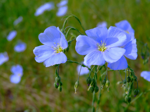 亚麻花