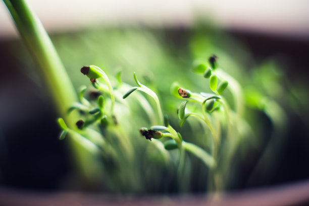 植树节背景