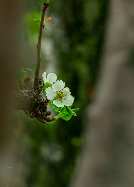 图案与苹果花