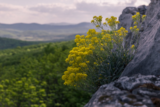 岩石上的黄叶