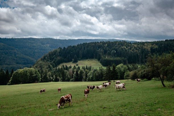 瑞士牧场