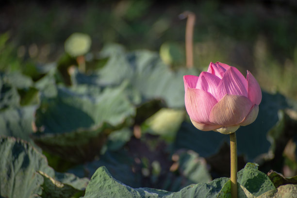 开紫花