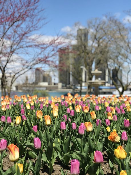 石榴花特写