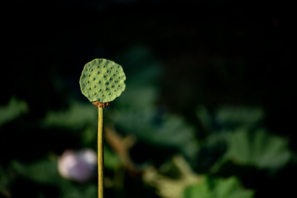 户外简约绿植植物