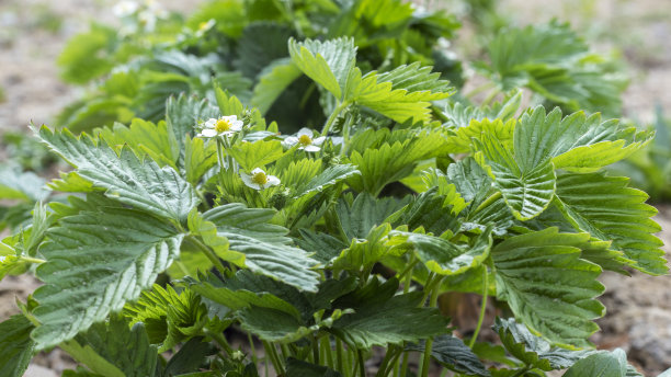 草莓开花,白色花