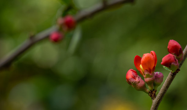 高清玫瑰花