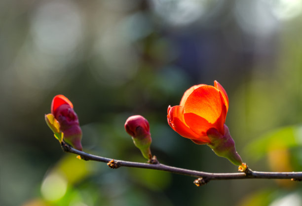 高清玫瑰花