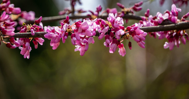 美丽的丁香花