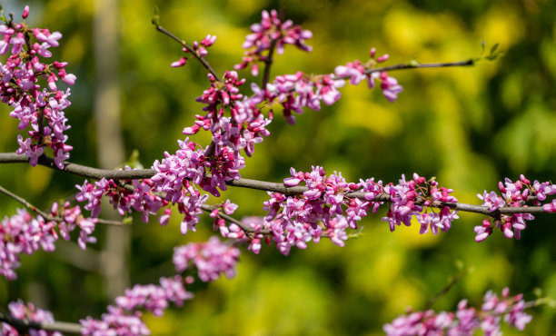 美丽的丁香花