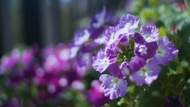 薰衣草 紫色 花园 花海 种植