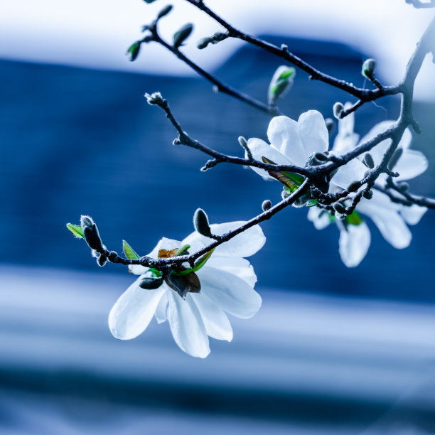 花纹蓝色背景