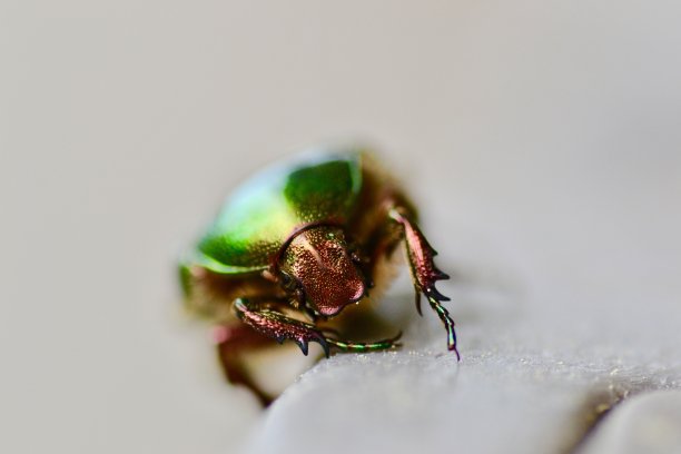 自然,歌利亚甲壳虫,黄金