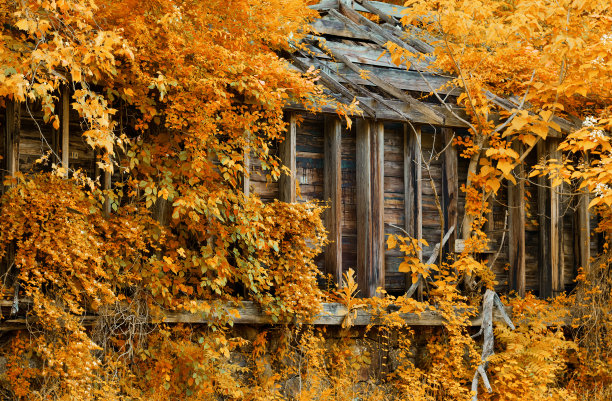 建筑与秋叶
