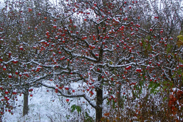 冬季的苹果树