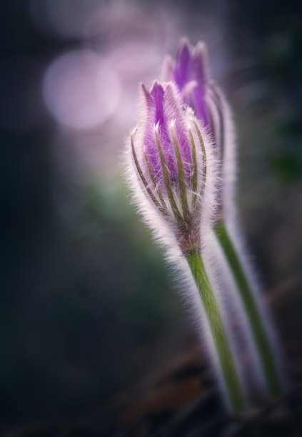 蓝色花朵背景