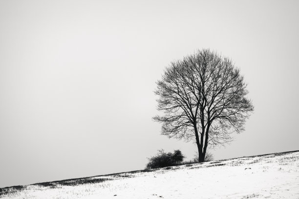 雪地树影