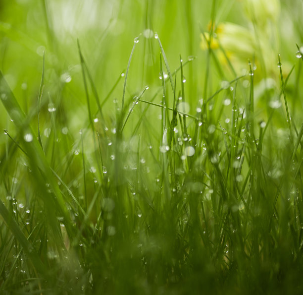 雨后 草丛 草坪