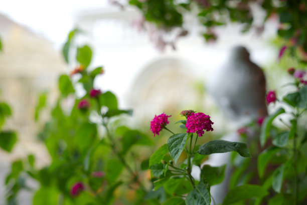 紫色 花朵 蝴蝶 粉色 小花