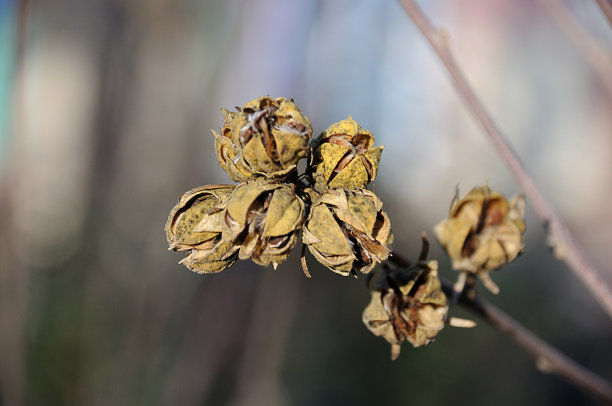 杨树花