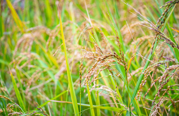 绿色生态稻米