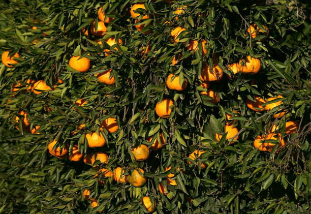 橘子开花
