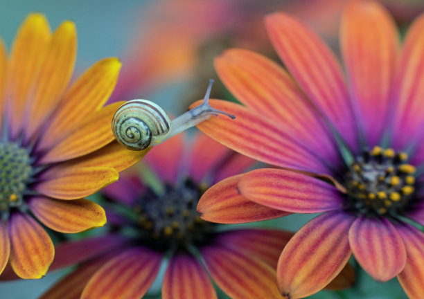 蜗牛,植物