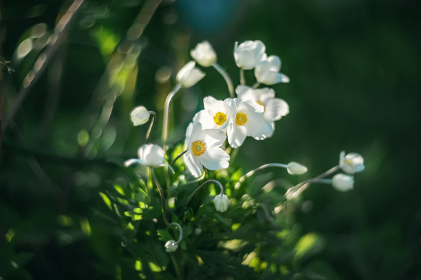 白色园林花坛植物
