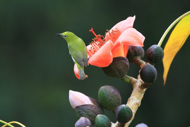 香港樱花