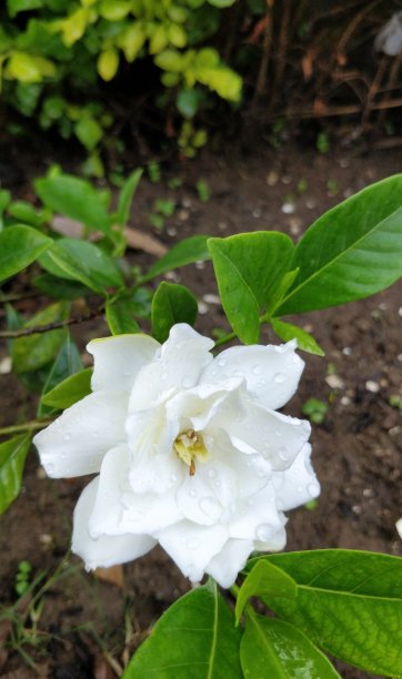 白茶花花朵