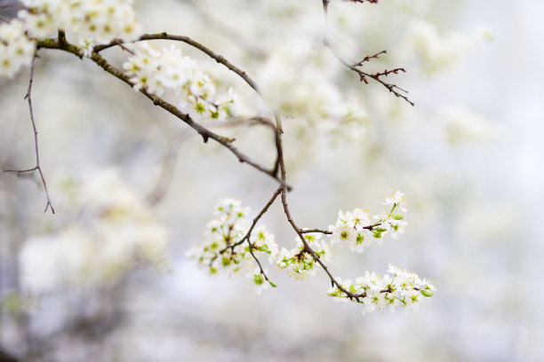 老枝上开花