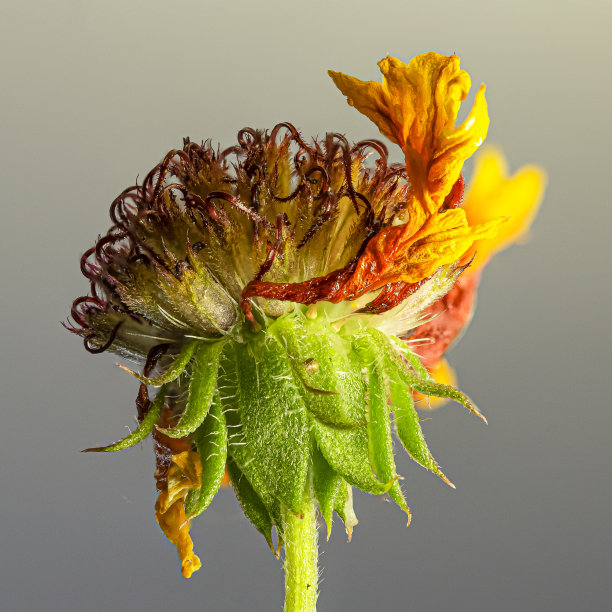 植物绿绒毯