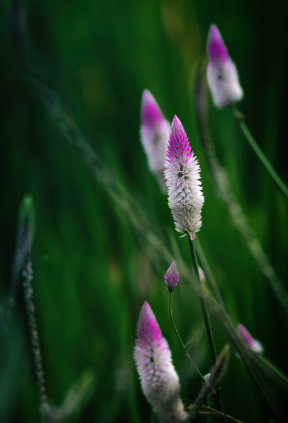 季节,白色,紫色